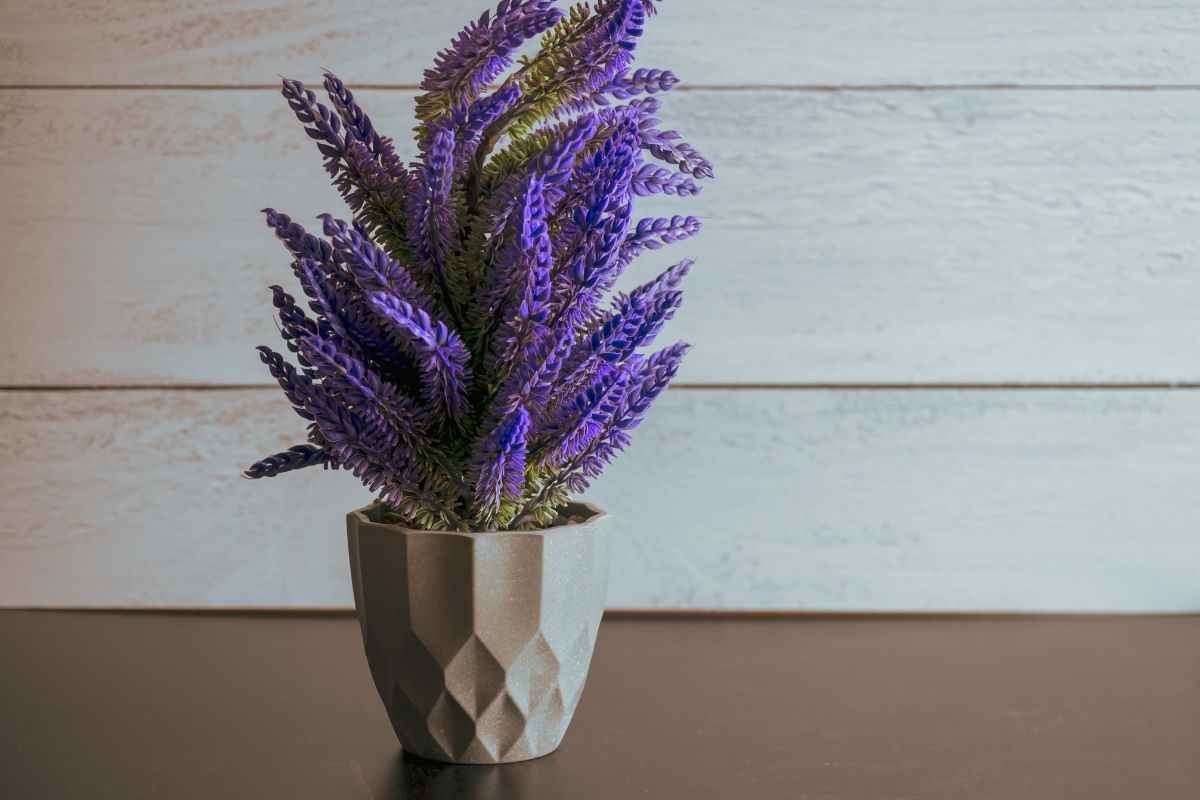 piante profumate in inverno